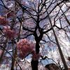 舞いおりるしだれ桜