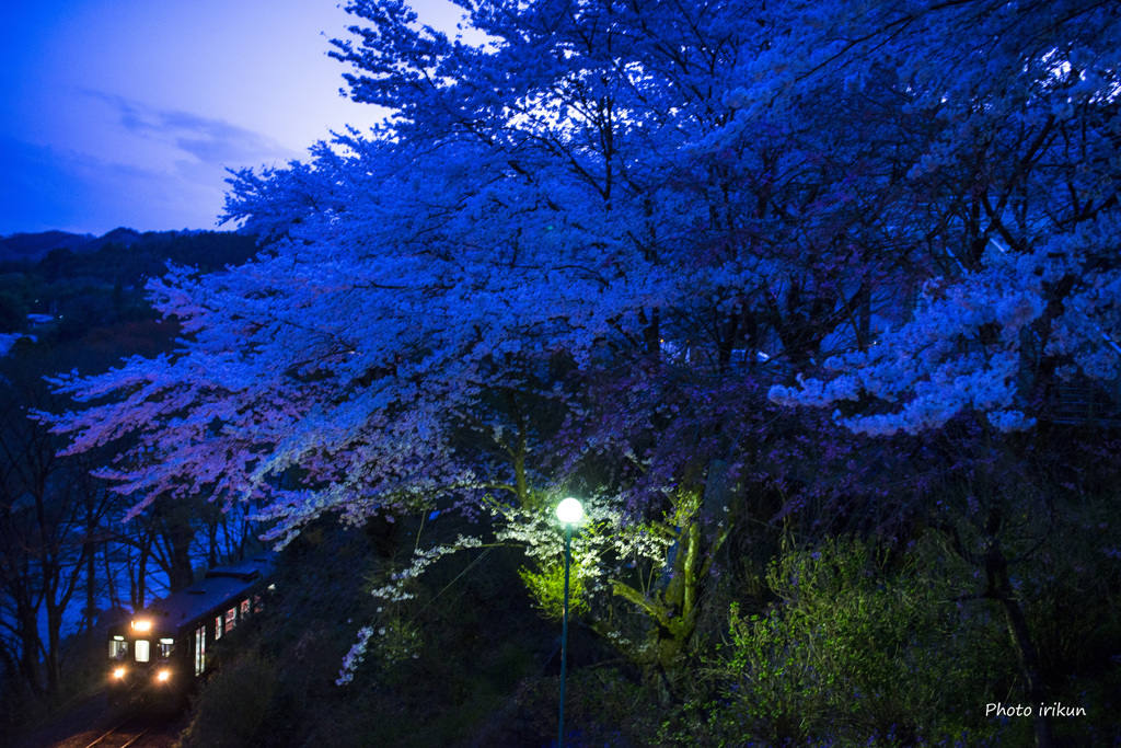 青桜が咲く時