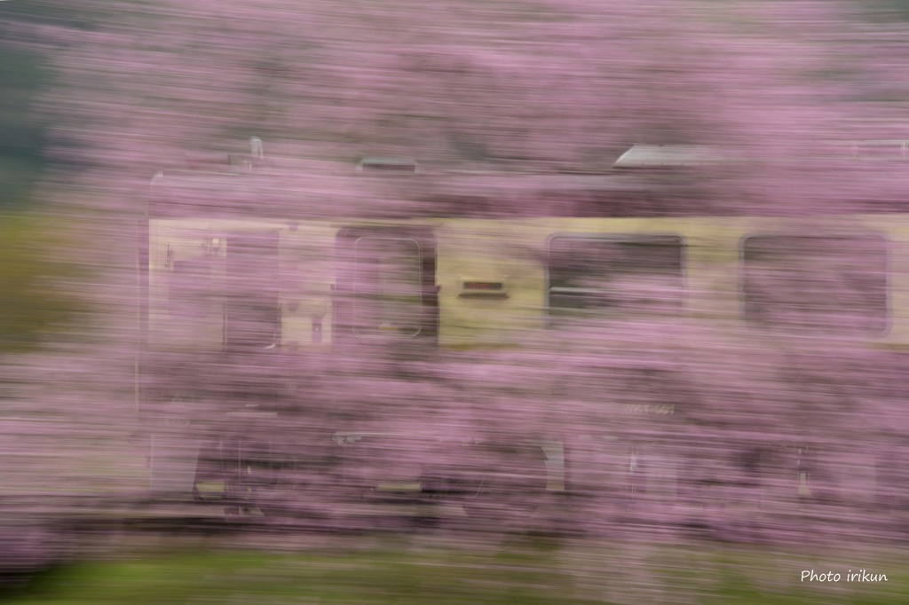 枝垂れ桜フィルター