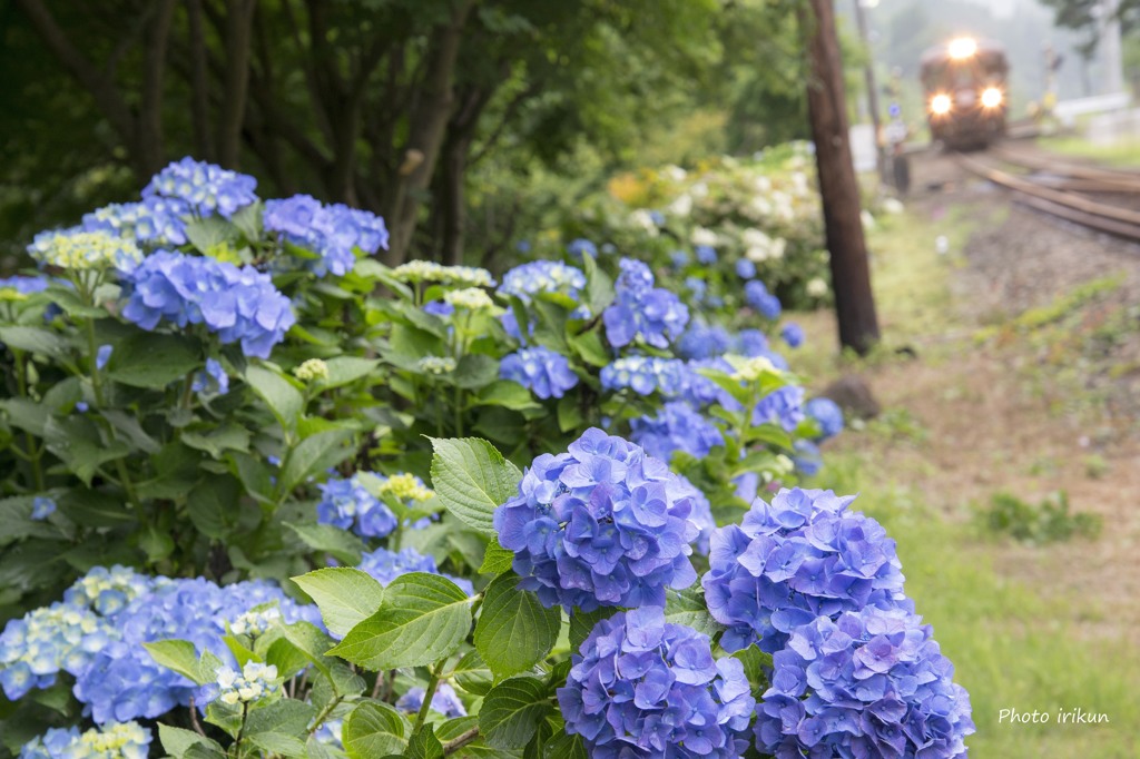 紫陽花見頃ですよ～。
