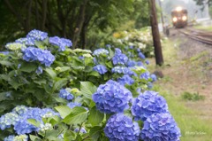 紫陽花見頃ですよ～。