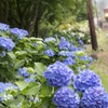 紫陽花見頃ですよ～。