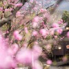 乱れ桃