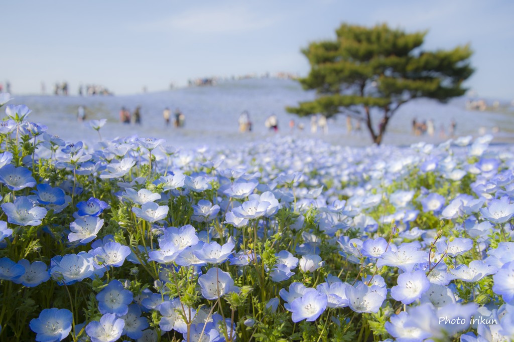 花の楽園