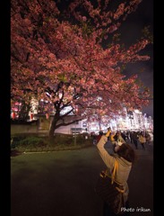 上野夜桜