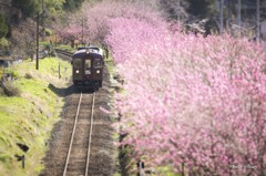 もう３月ですね！