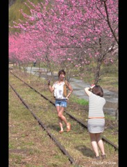 桃の妄想