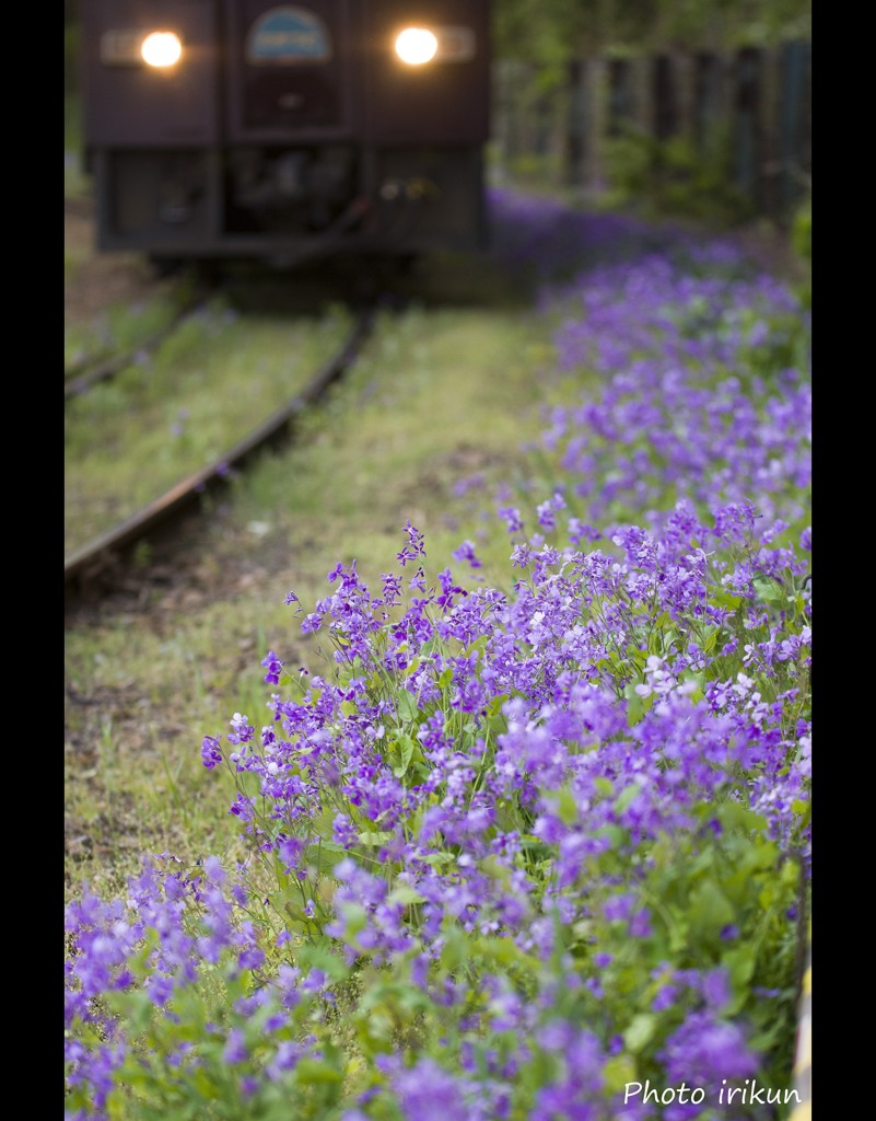 花咲くわたらせ