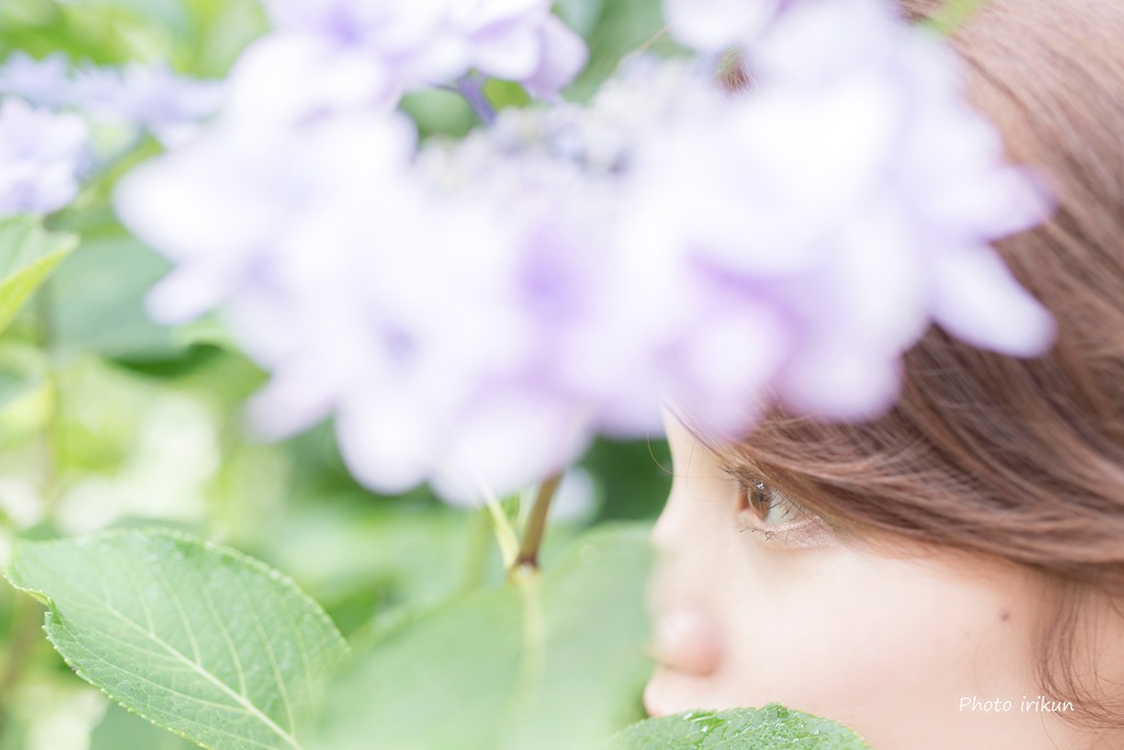Hydrangeas eye