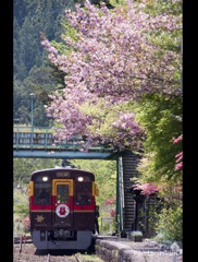 桜散る沢入