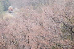 芽吹き