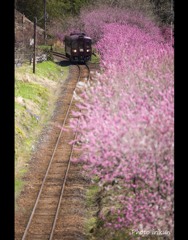 春爛漫のわたらせ