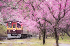 花桃満開