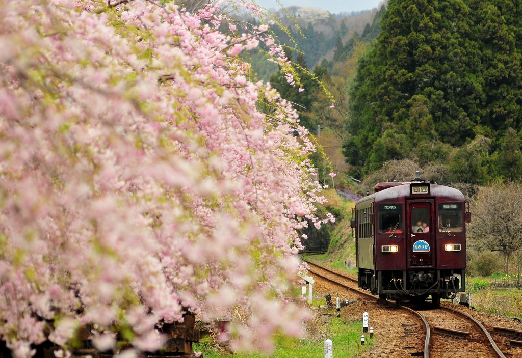 しだれ桜も終わりです。