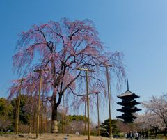京都観光１　東寺しだれ桜