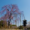 京都観光１　東寺しだれ桜
