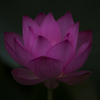 魅惑