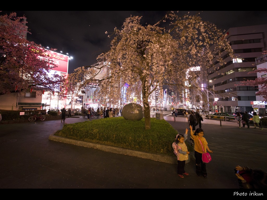 桜きれいだね～。