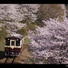 桜につつまれて