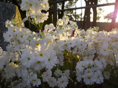 Whitty Flowers