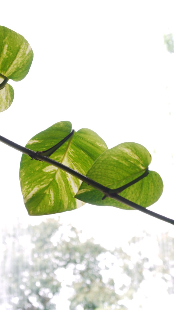 Leaves