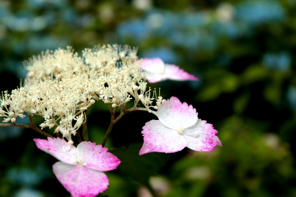 紫陽花３
