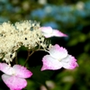 紫陽花３