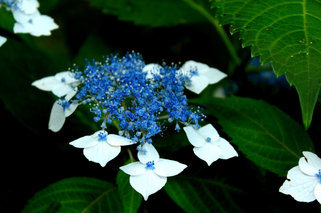 紫陽花２