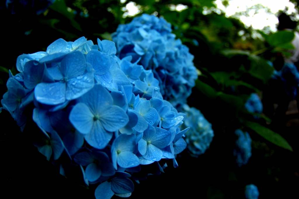 紫陽花４
