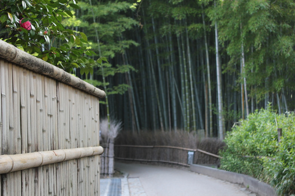 竹が待ってる