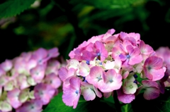 紫陽花１