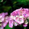 紫陽花１