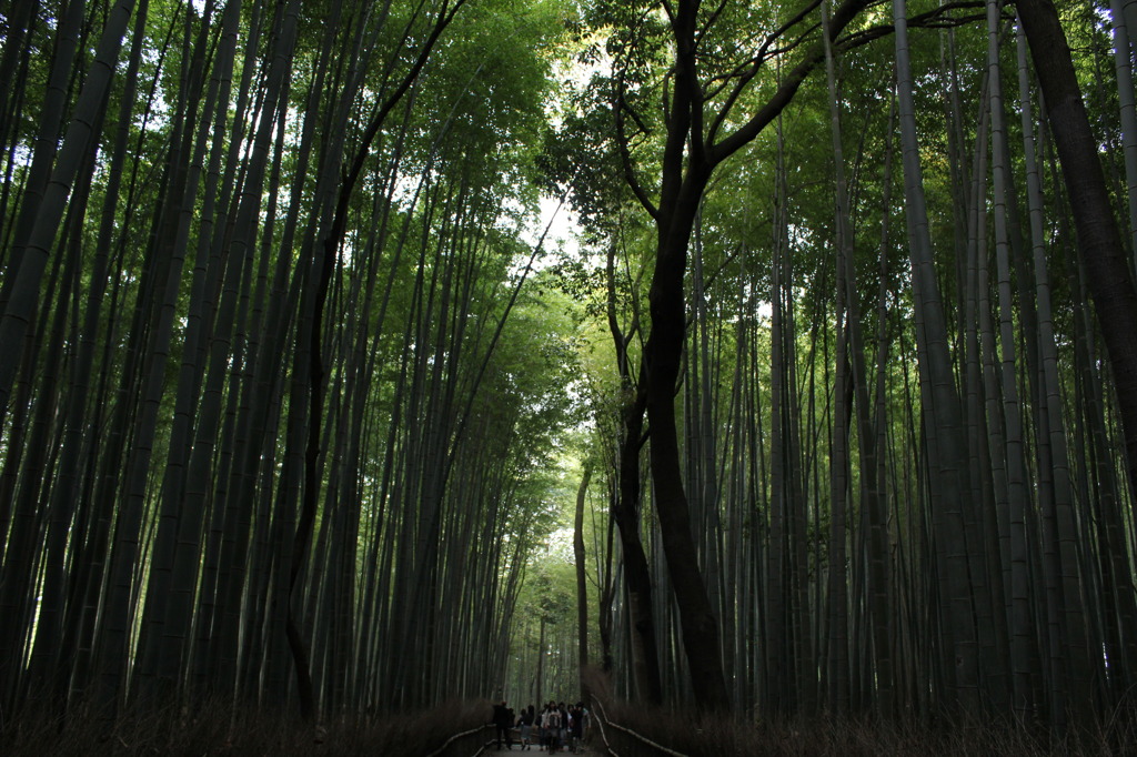 竹林