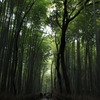 竹林