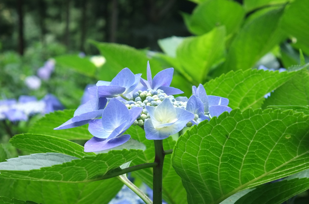 護摩堂の紫陽花