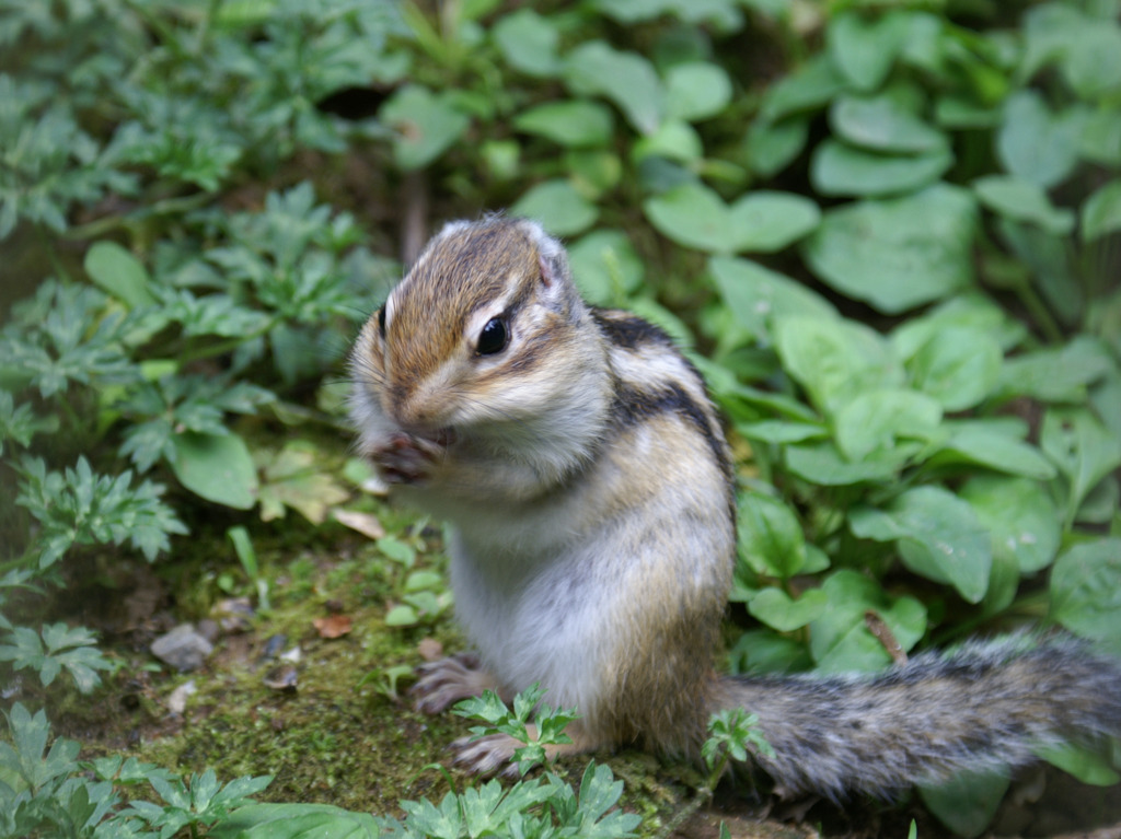 シマリス