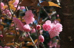 角田の八重