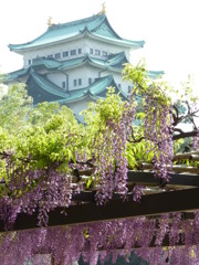 藤の花と名古屋城