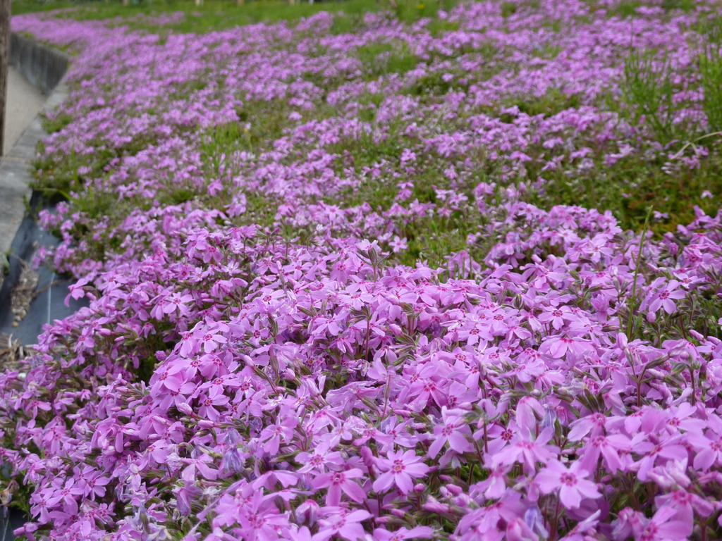 芝桜