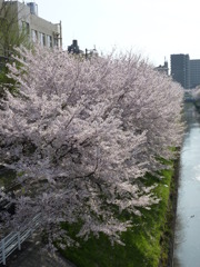都会の桜