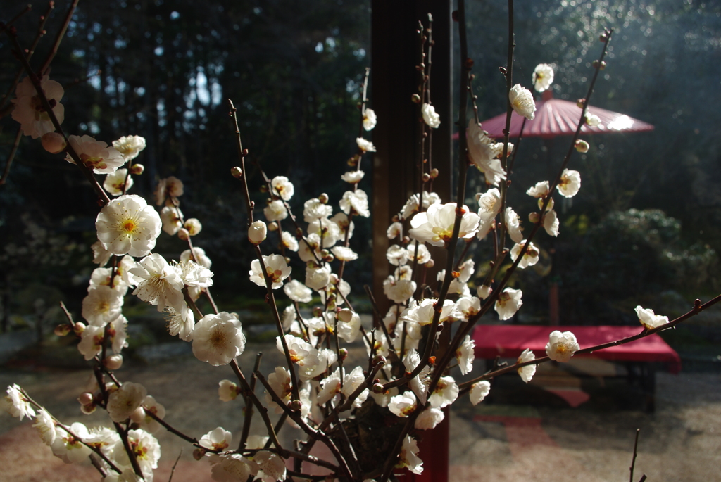 比叡山　里坊　旧竹林院