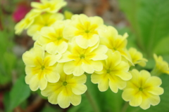 庭に咲く花