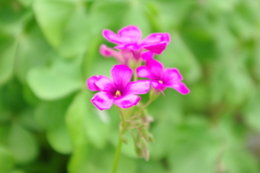 庭に咲く花