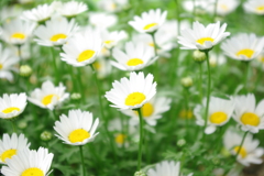 庭に咲く花