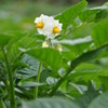 何の花？