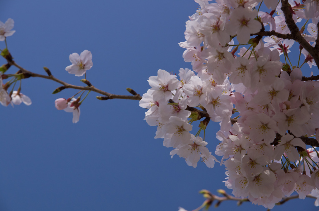 公園の桜