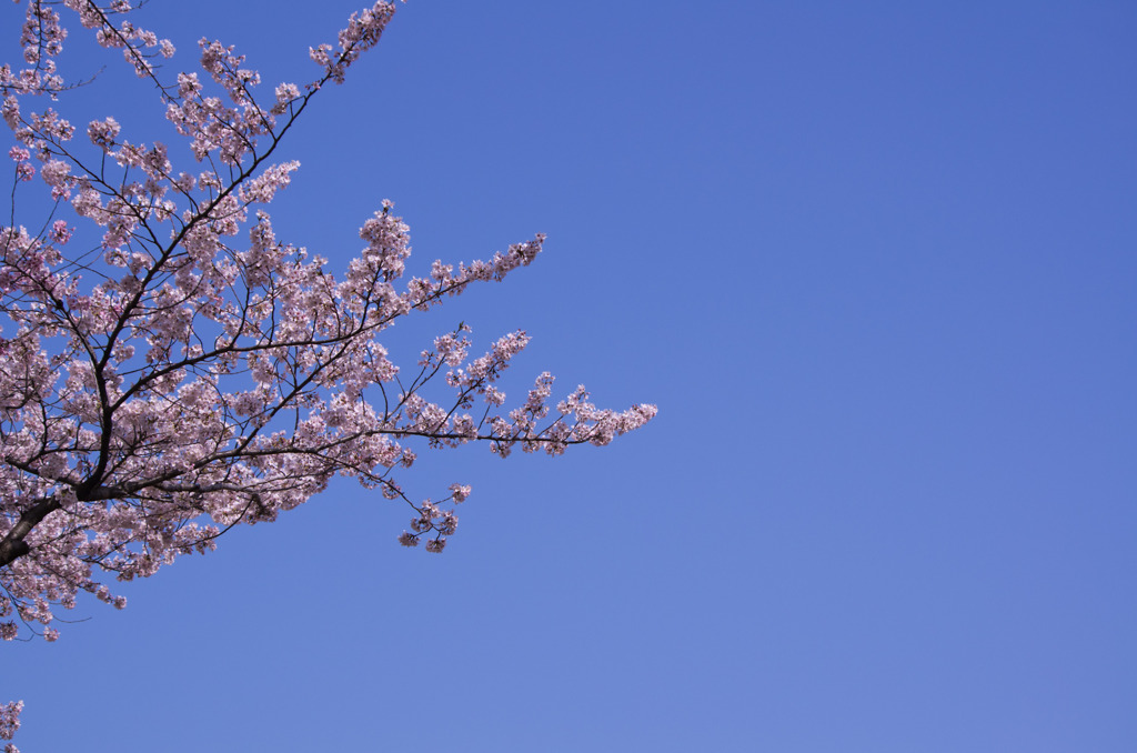 公園の桜