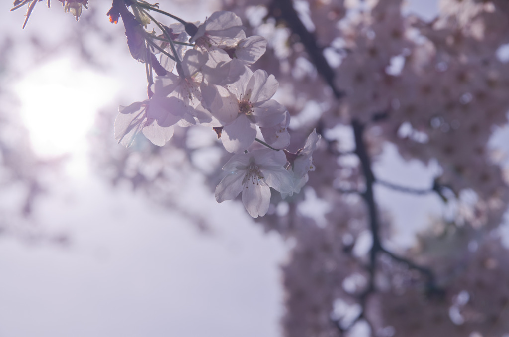 公園の桜