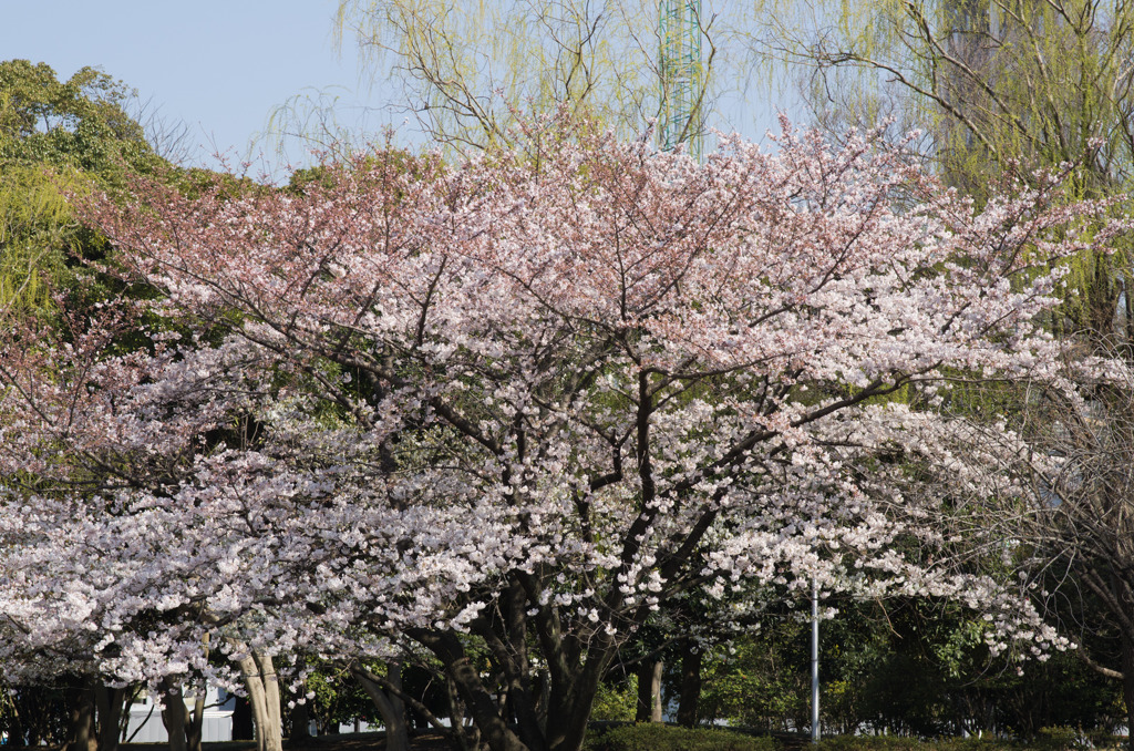 公園の桜