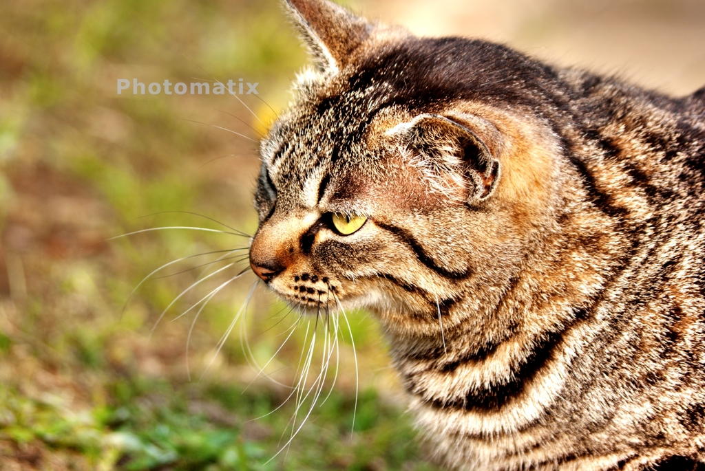 千葉市花の美術館周辺にいた猫